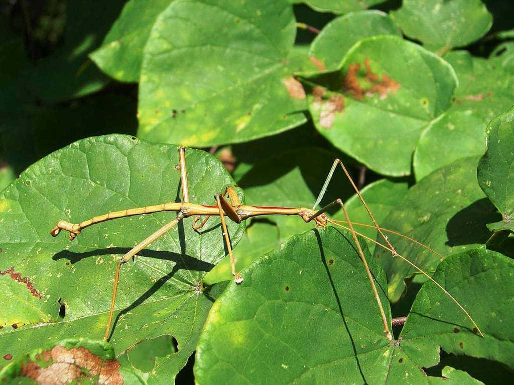Walkingstick Insect Camouflage Wallpaper
