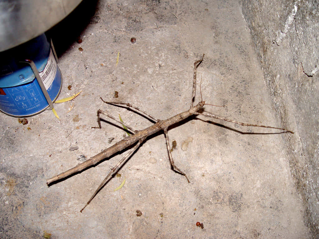 Walkingstick Insect Camouflage Concrete Wallpaper