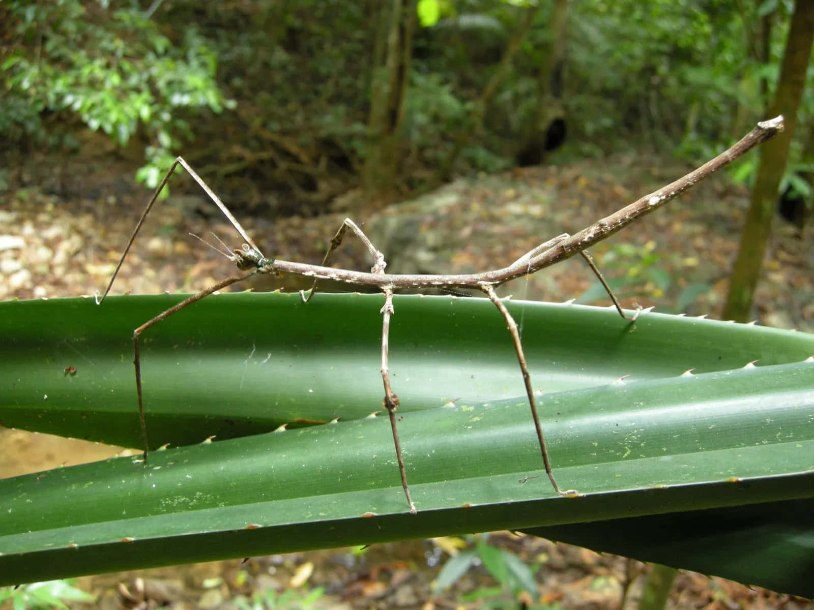 Walkingstick Insect Camouflage.jpg Wallpaper