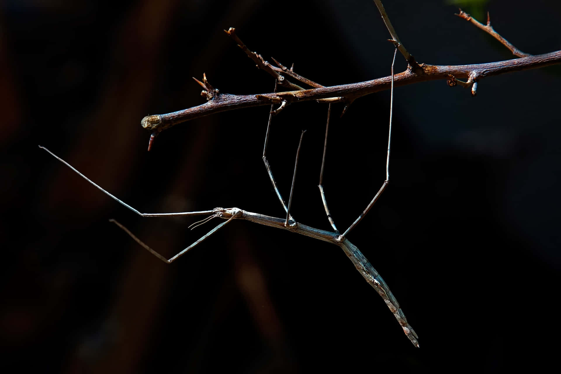 Walkingstick Insect Camouflage Nature Wallpaper