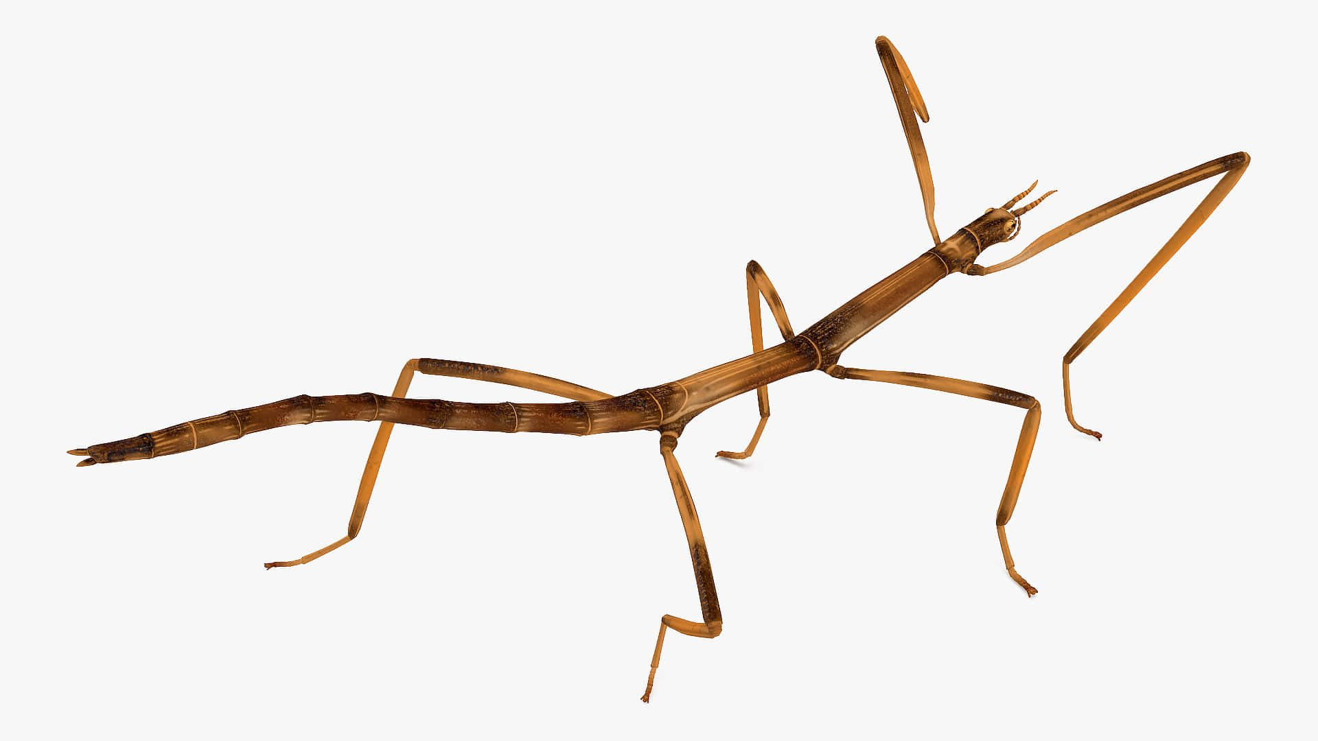 Walkingstick Insect Isolated Background Wallpaper