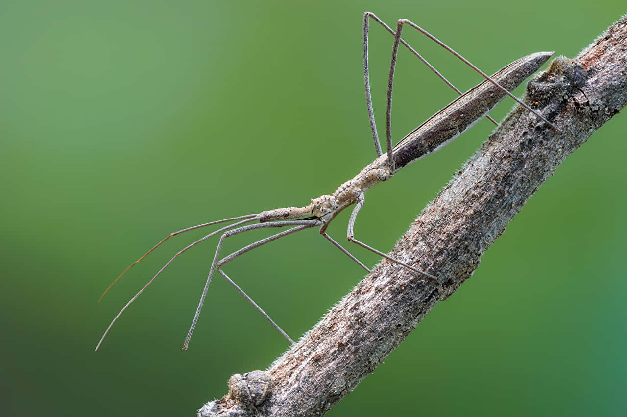 Walkingstick Insect On Branch Wallpaper
