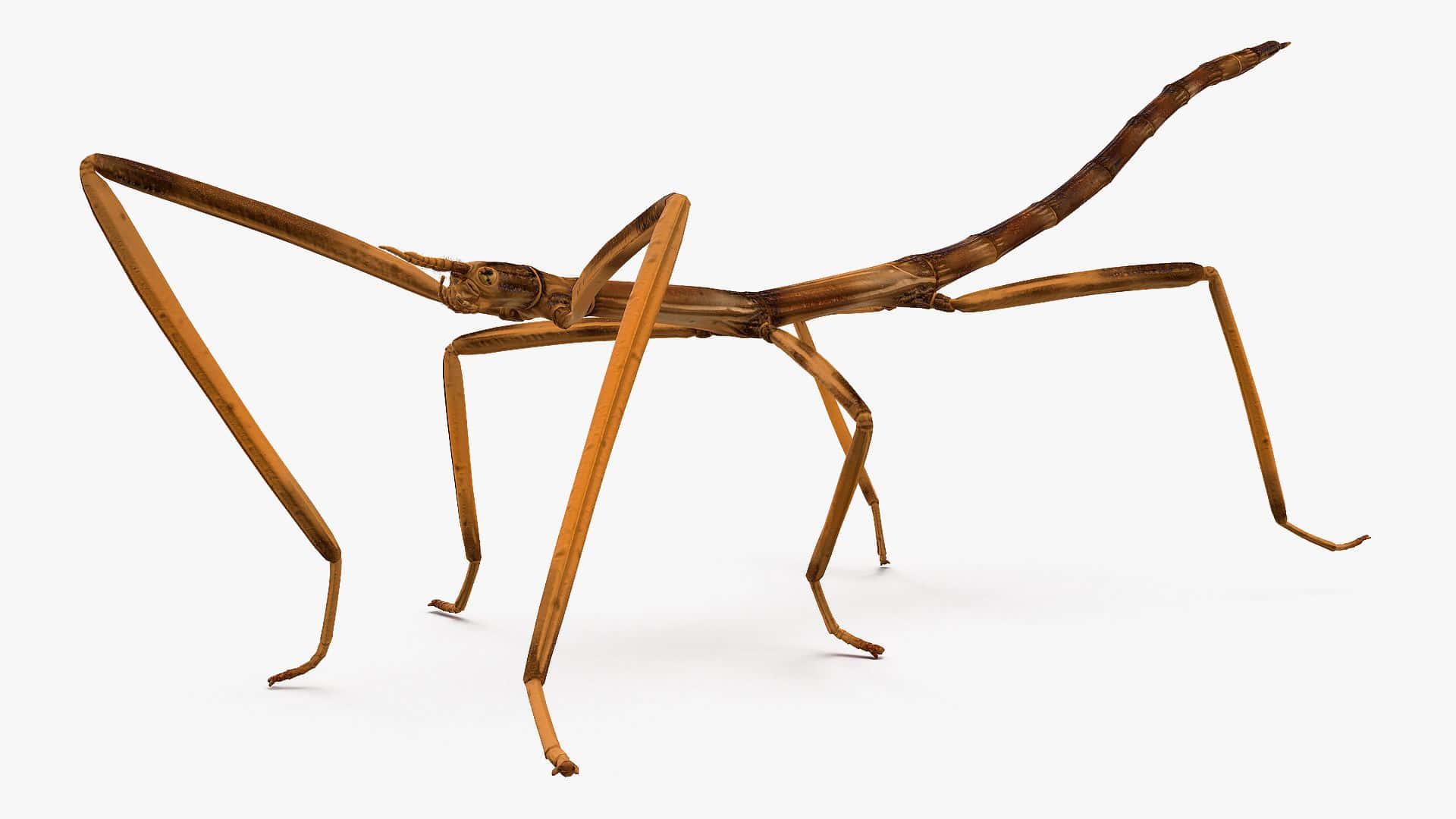 Walkingstick Insect Profile Wallpaper