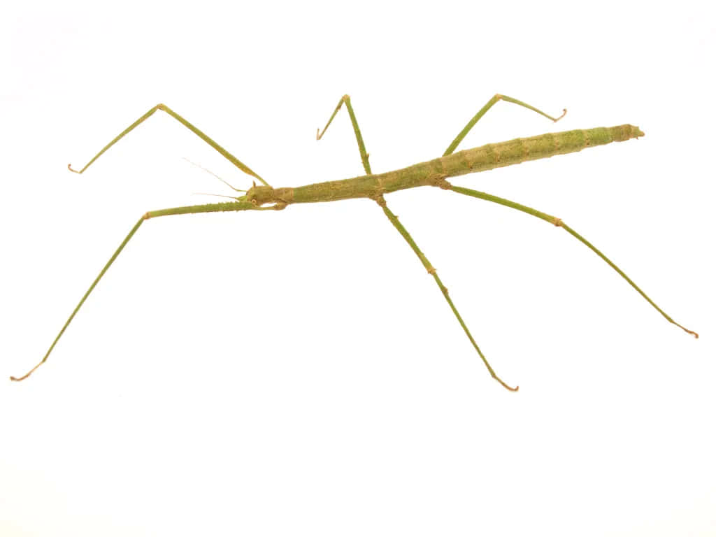 Walkingstick Insect Profile Wallpaper