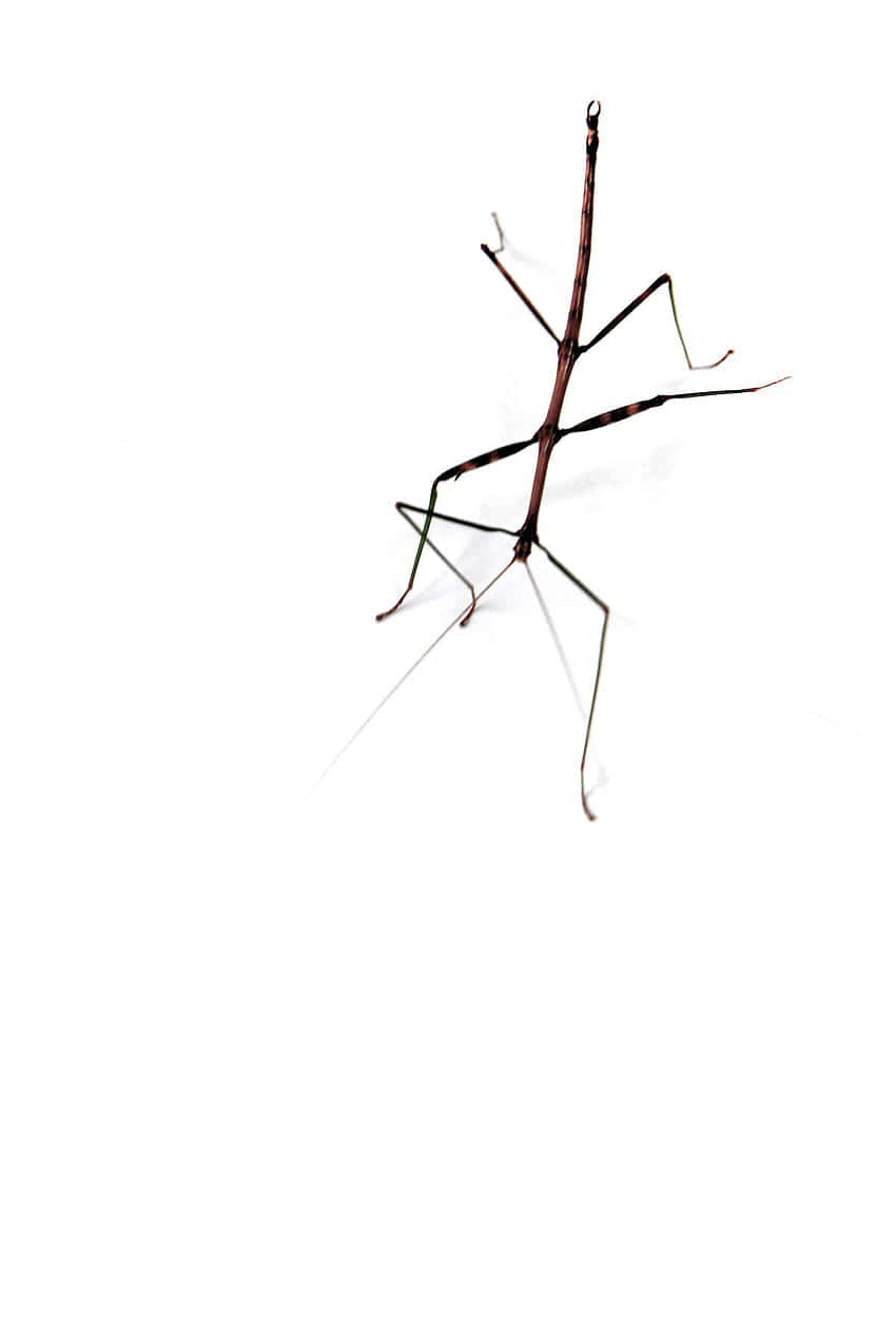 Walkingstick Insecton White Background Wallpaper