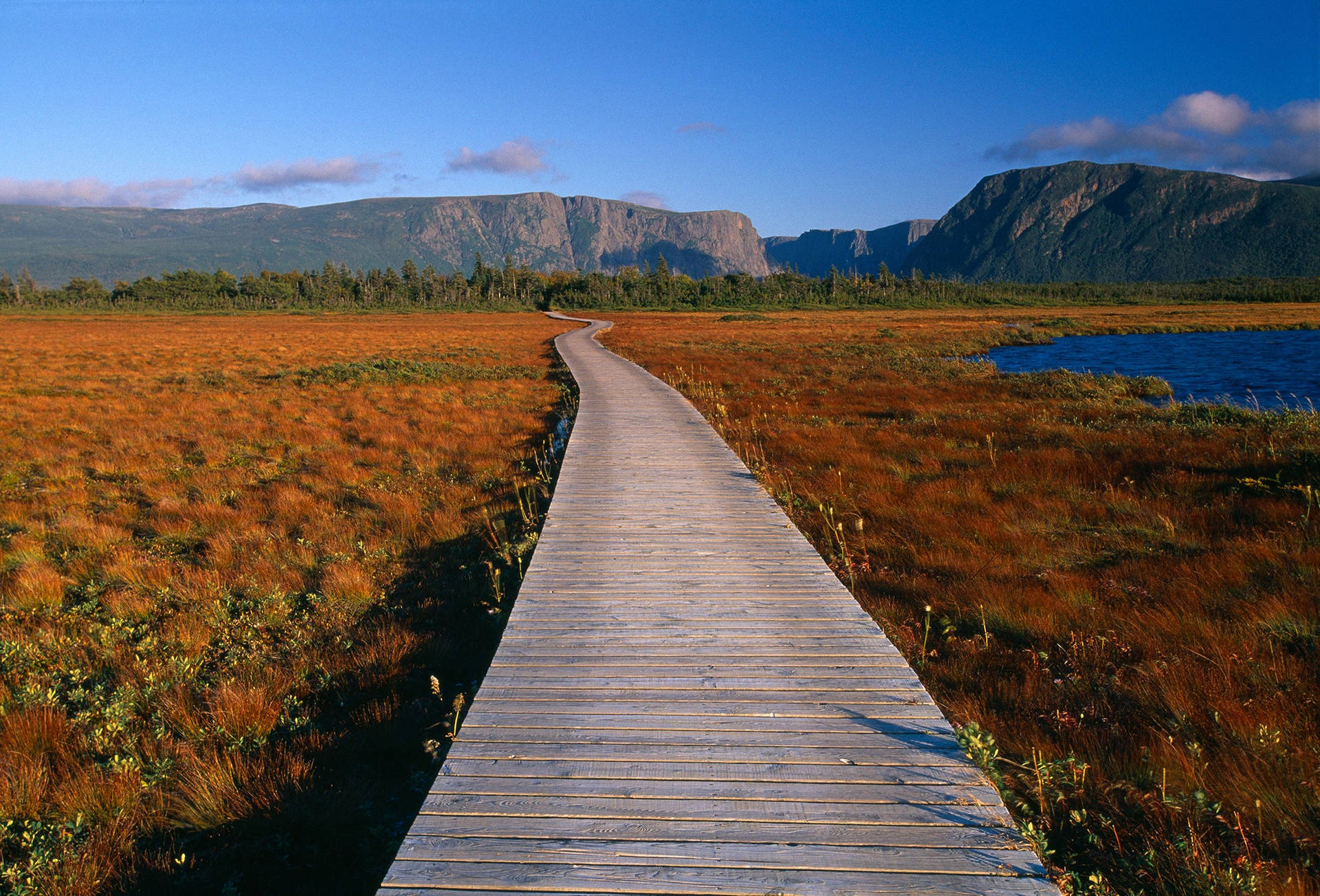 Pad In Newfoundland's Struiken Achtergrond