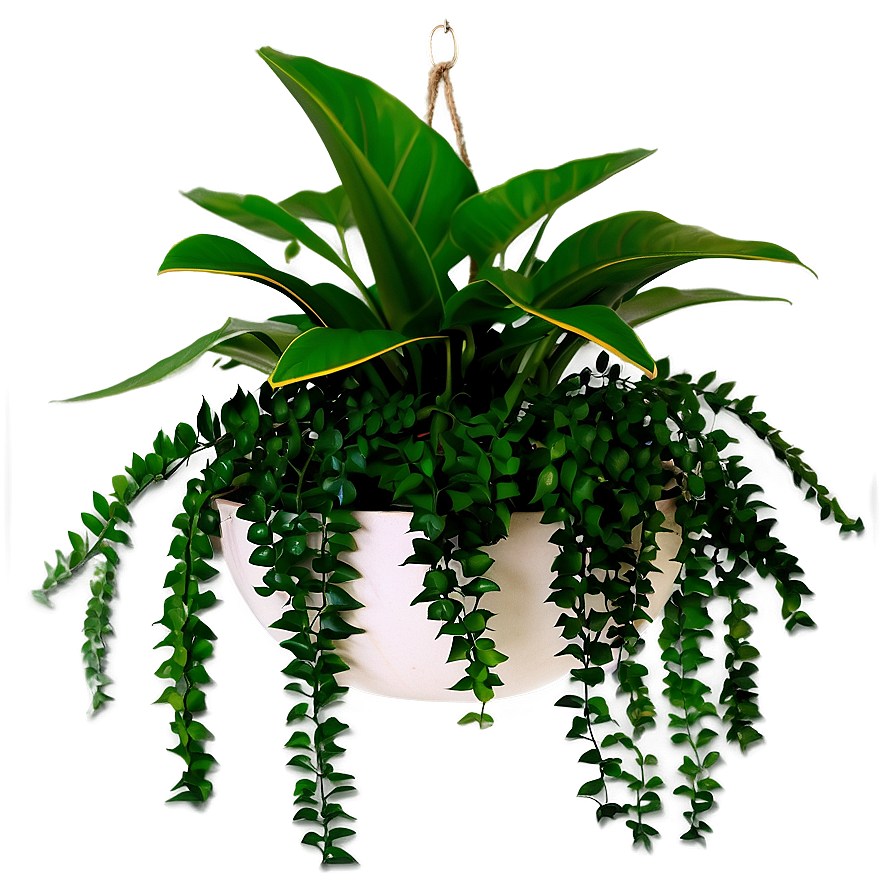 Wall Hanging Plant Png Ubg PNG