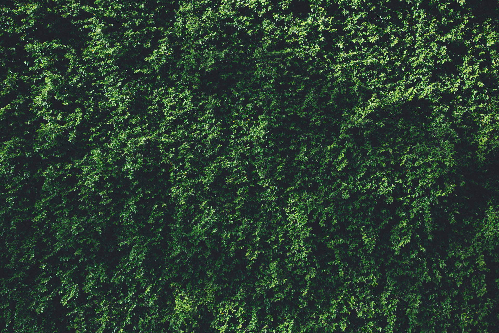 Wall Of Green Leaves