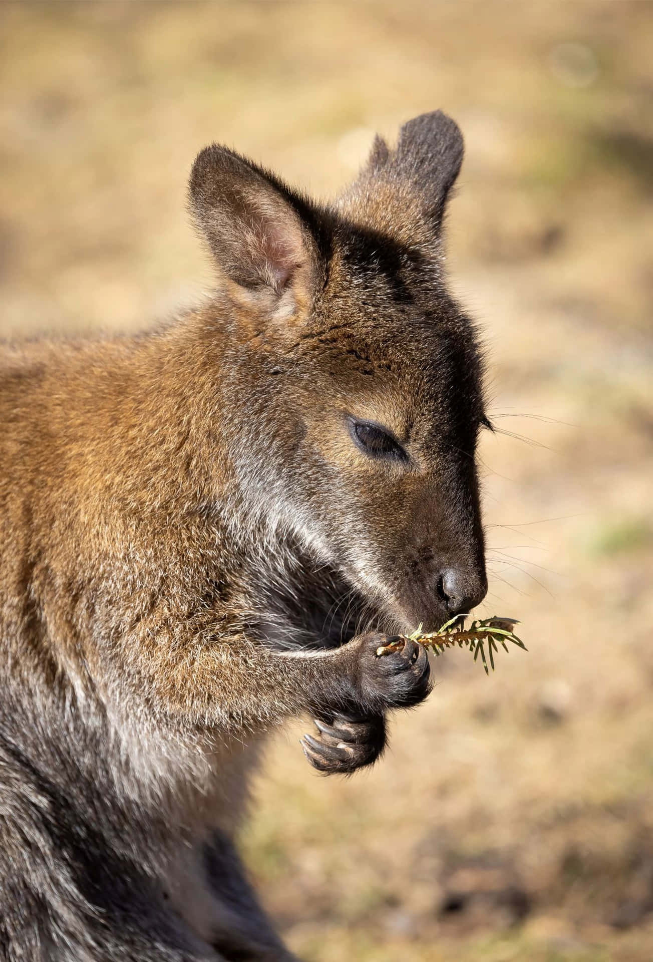 Wallaby Eating Greens Wallpaper