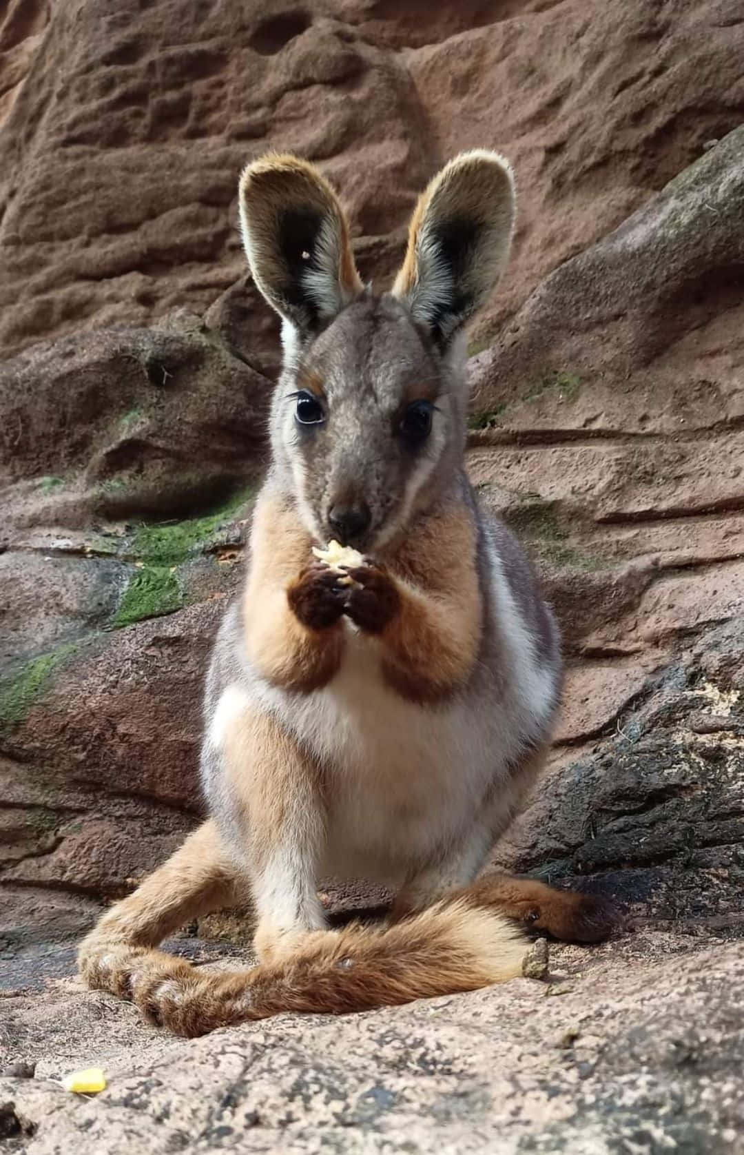Wallaby Snack Time.jpg Wallpaper