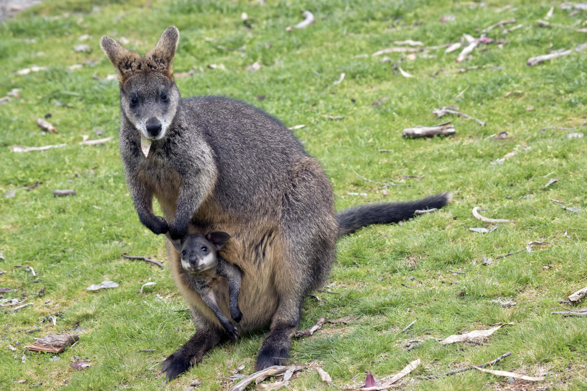 Wallaby With Joey In Pouch Wallpaper