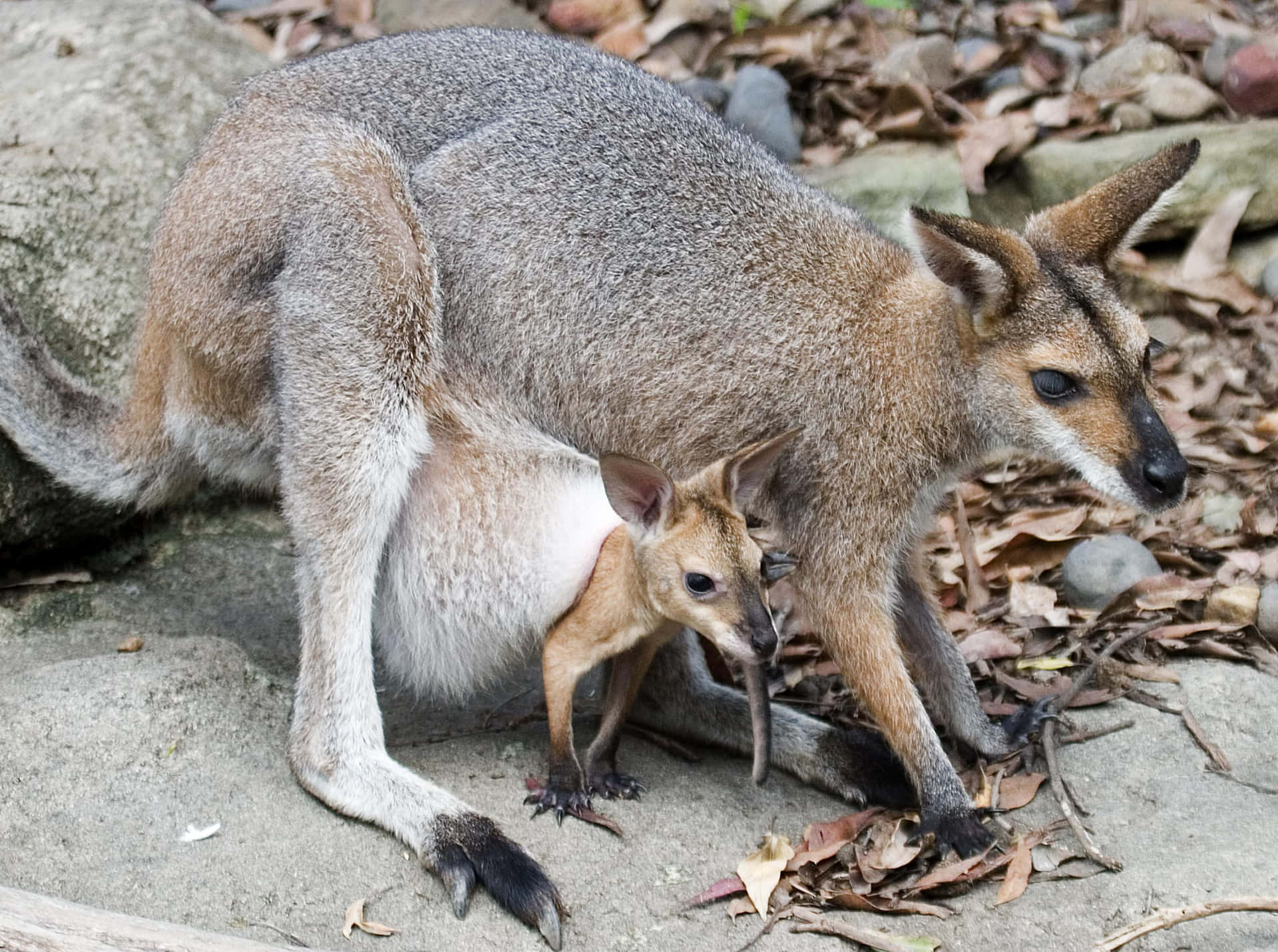 Wallabyand Joey Nature Scene Wallpaper