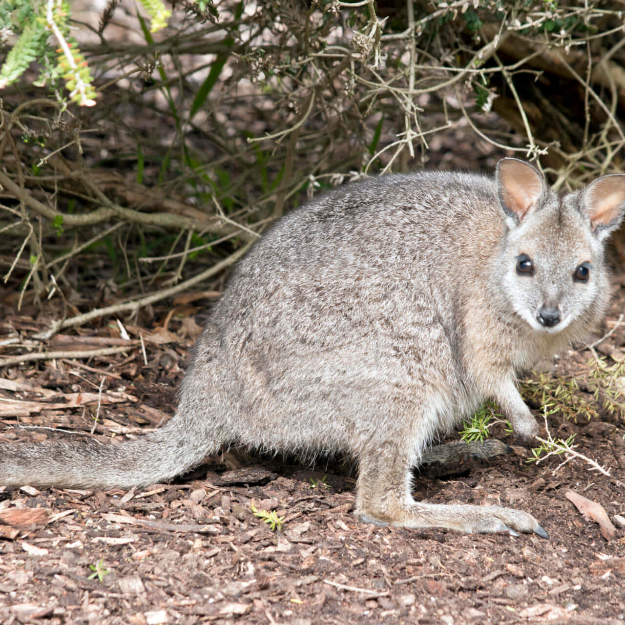 Wallabyin Natural Habitat.jpg Wallpaper