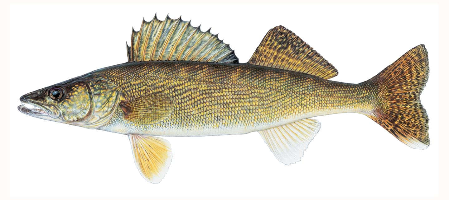 Walleye Fish Illustration Wallpaper