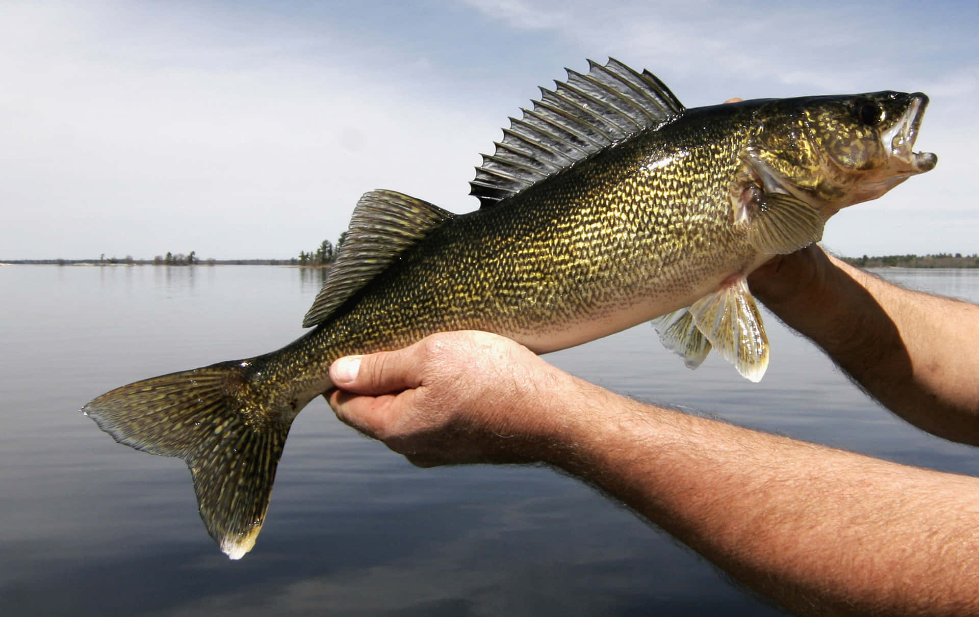 1. Freshly-Caught Walleye is the Perfect Catch