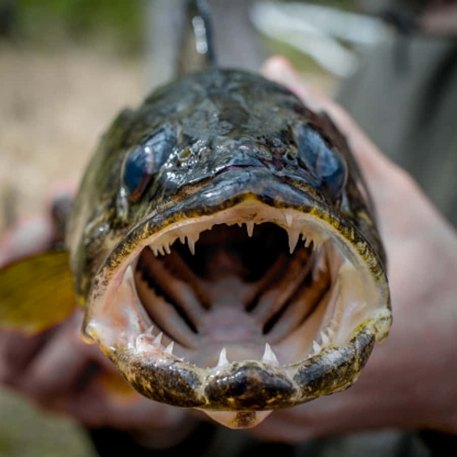 A Stunning Walleye in its Natural Habitat