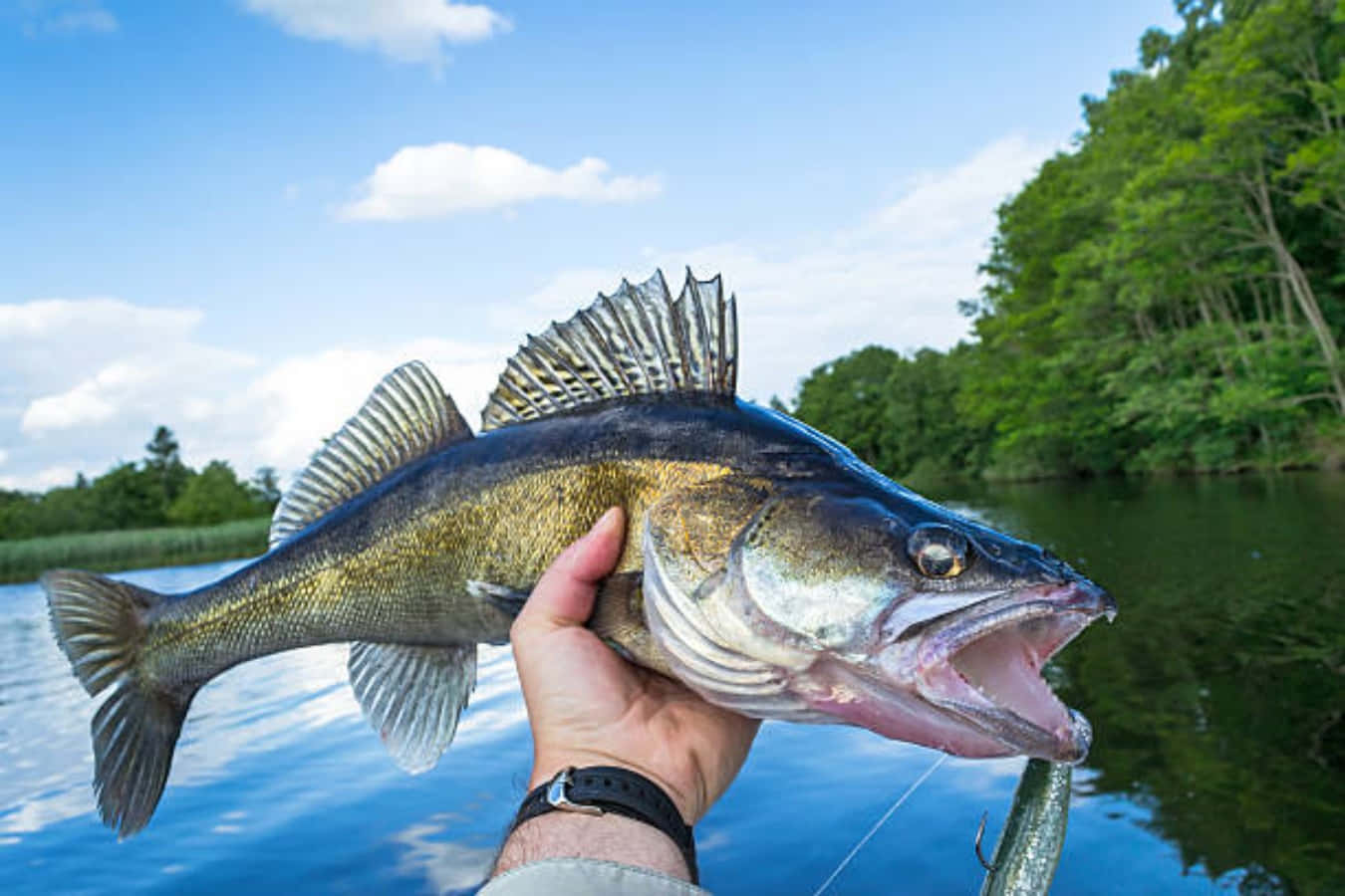 "A close-up of a walleye, a freshwater fish native to North America"