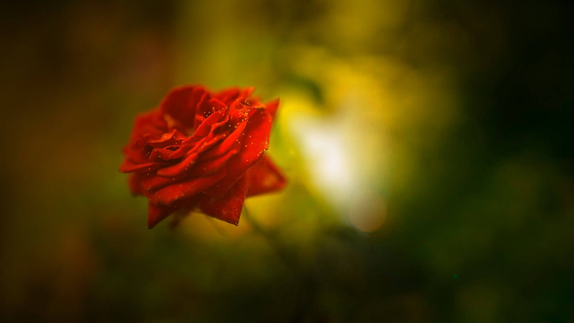 A beautiful and elegant red rose. Wallpaper
