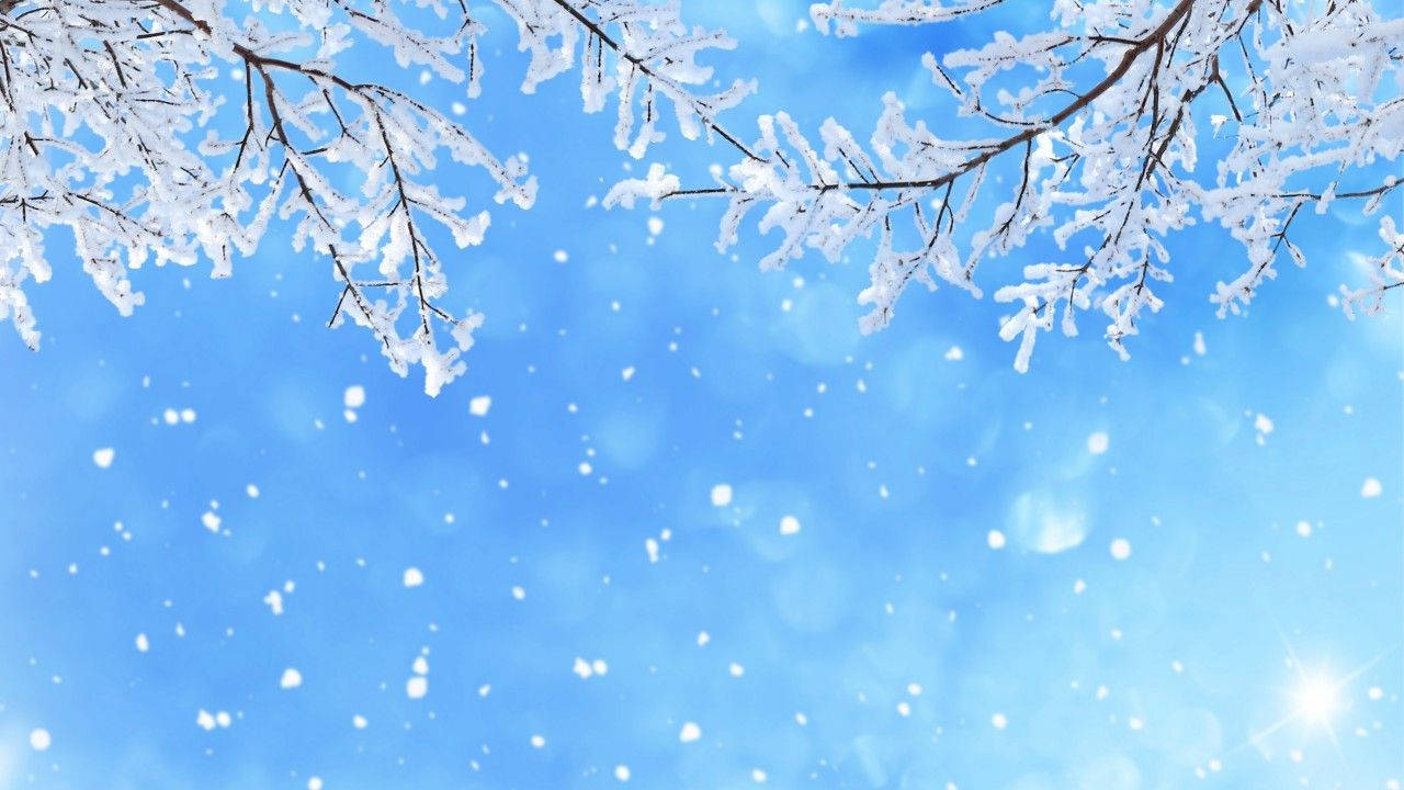 Enjoy the wintery beauty of snow-laden branches. Wallpaper
