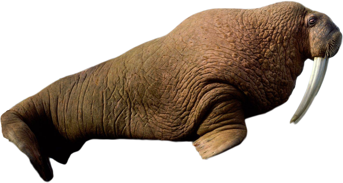 Walrus Side View Transparent Background PNG