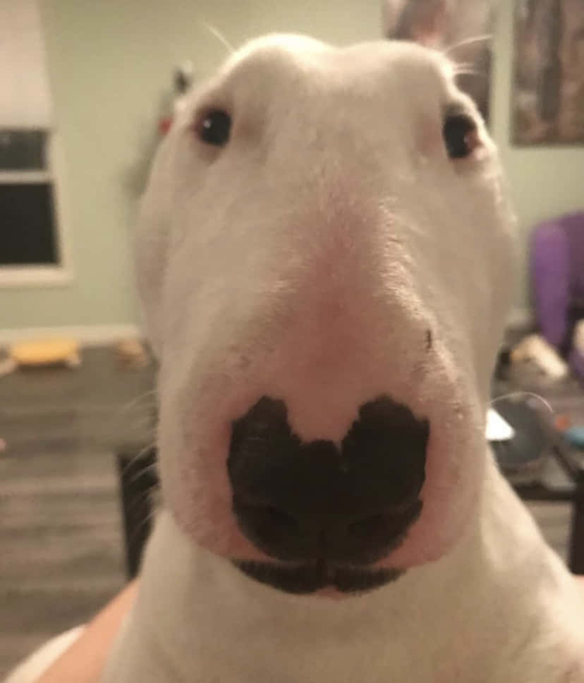 A White Bull Terrier With A Nose Sticking Out Wallpaper