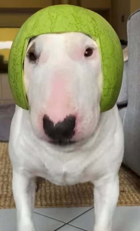 Walterder Hund Mit Wassermelonenhelm Wallpaper