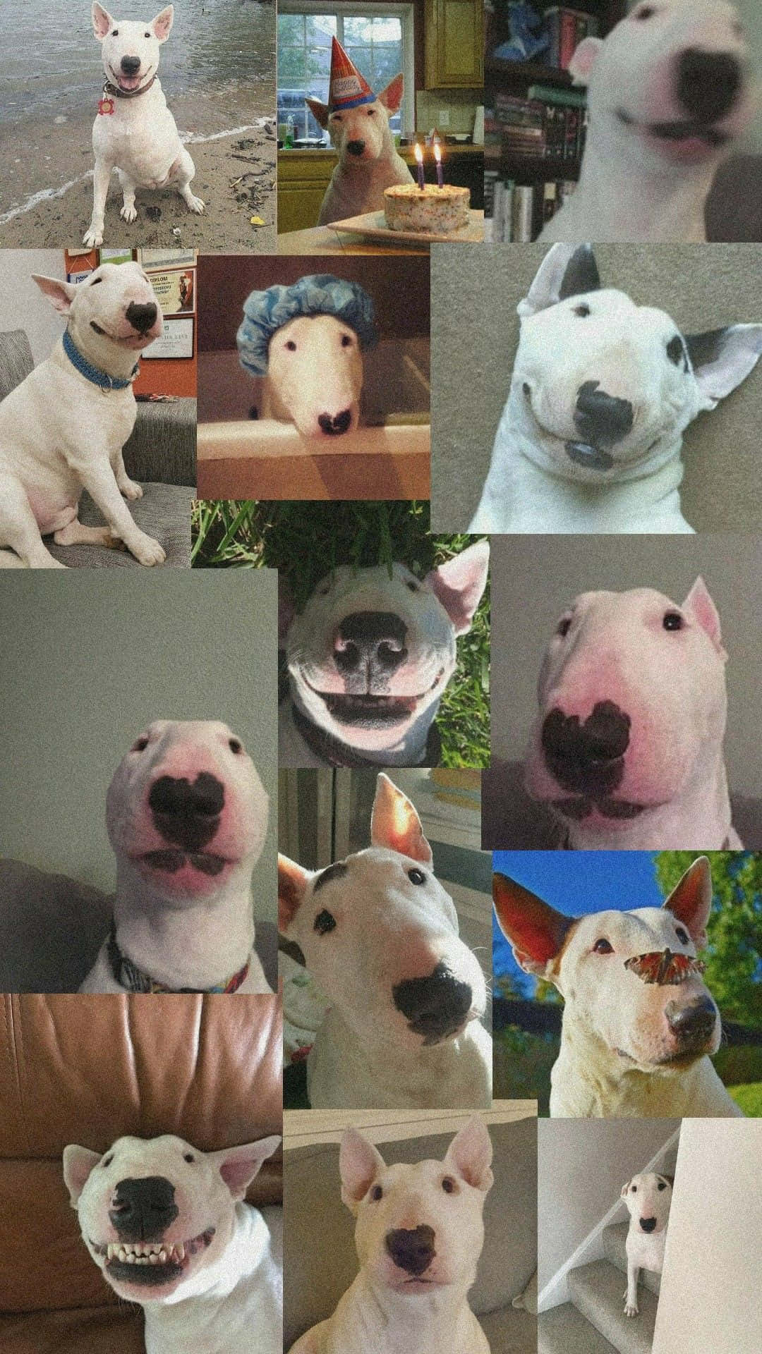 Walter The Dog Cute Bull Terrier Wallpaper