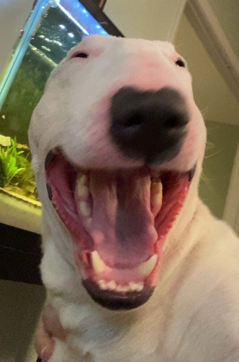 Walter The Dog, living his best life Wallpaper