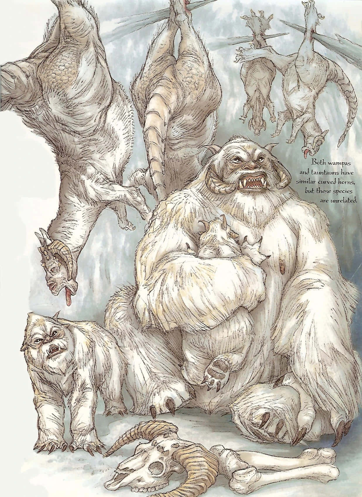 Wampa - an intimidating ice creature from the Star Wars universe Wallpaper