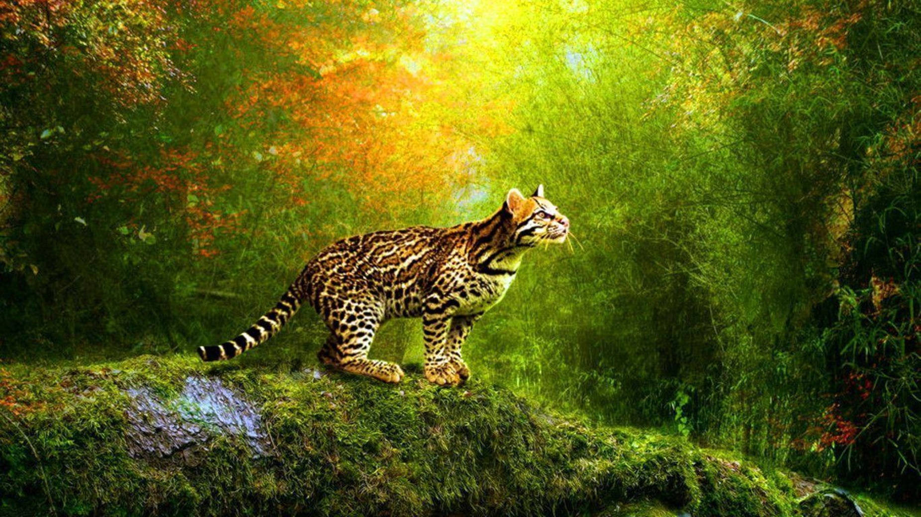 Wandering Leopard 3d Animation Wallpaper