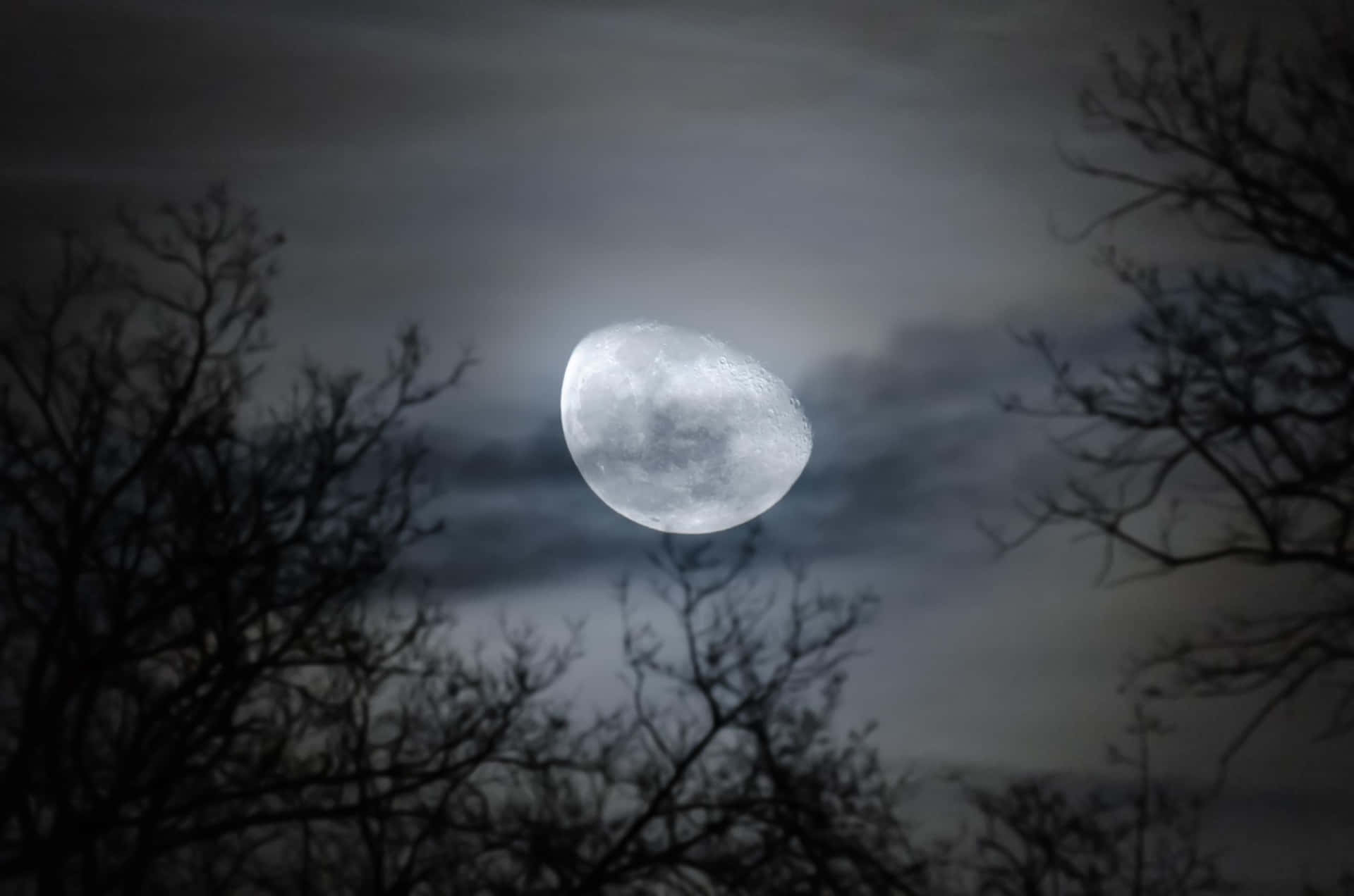 Waning Gibbous Moon Through Bare Trees Wallpaper