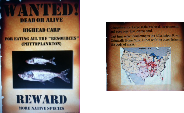 Wanted Poster Bighead Carp PNG