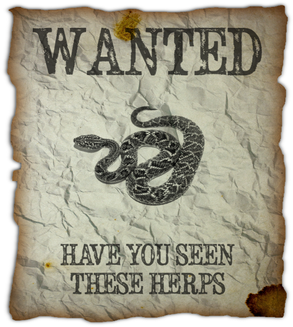 Wanted Poster Snake Herps PNG