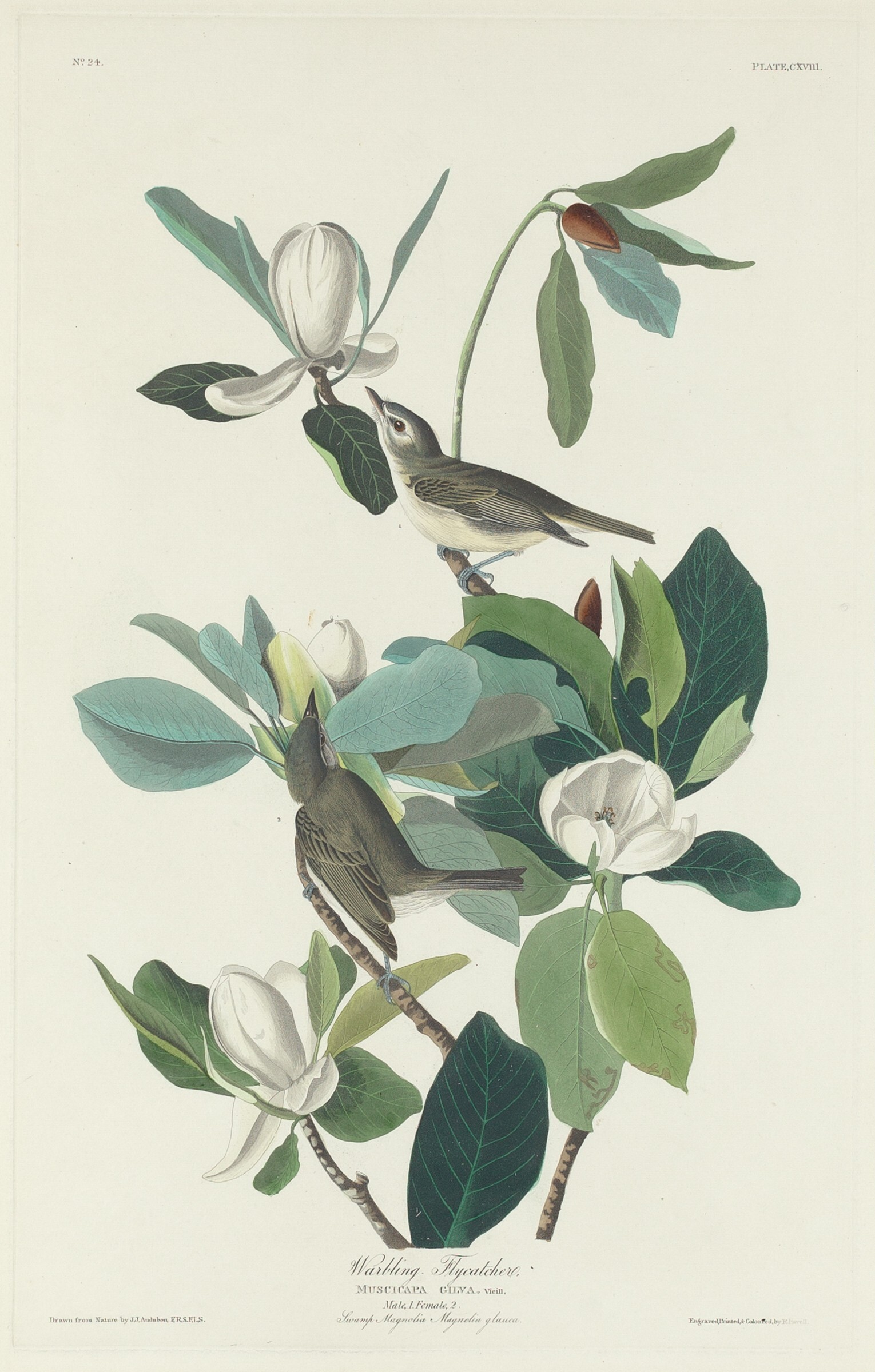 Warbling Flycatcher Wallpaper