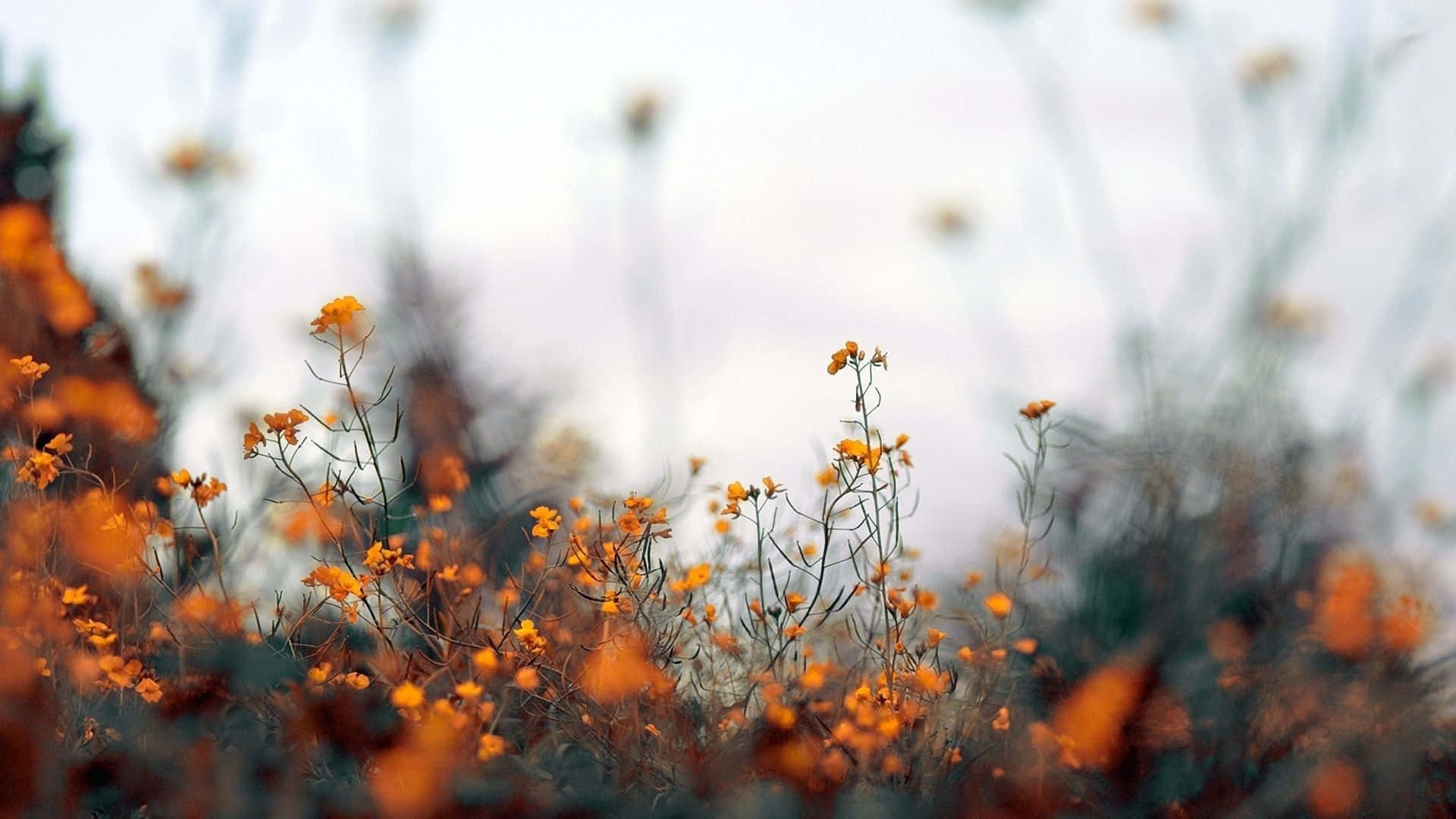 Warm Autumn Flora Bokeh Wallpaper