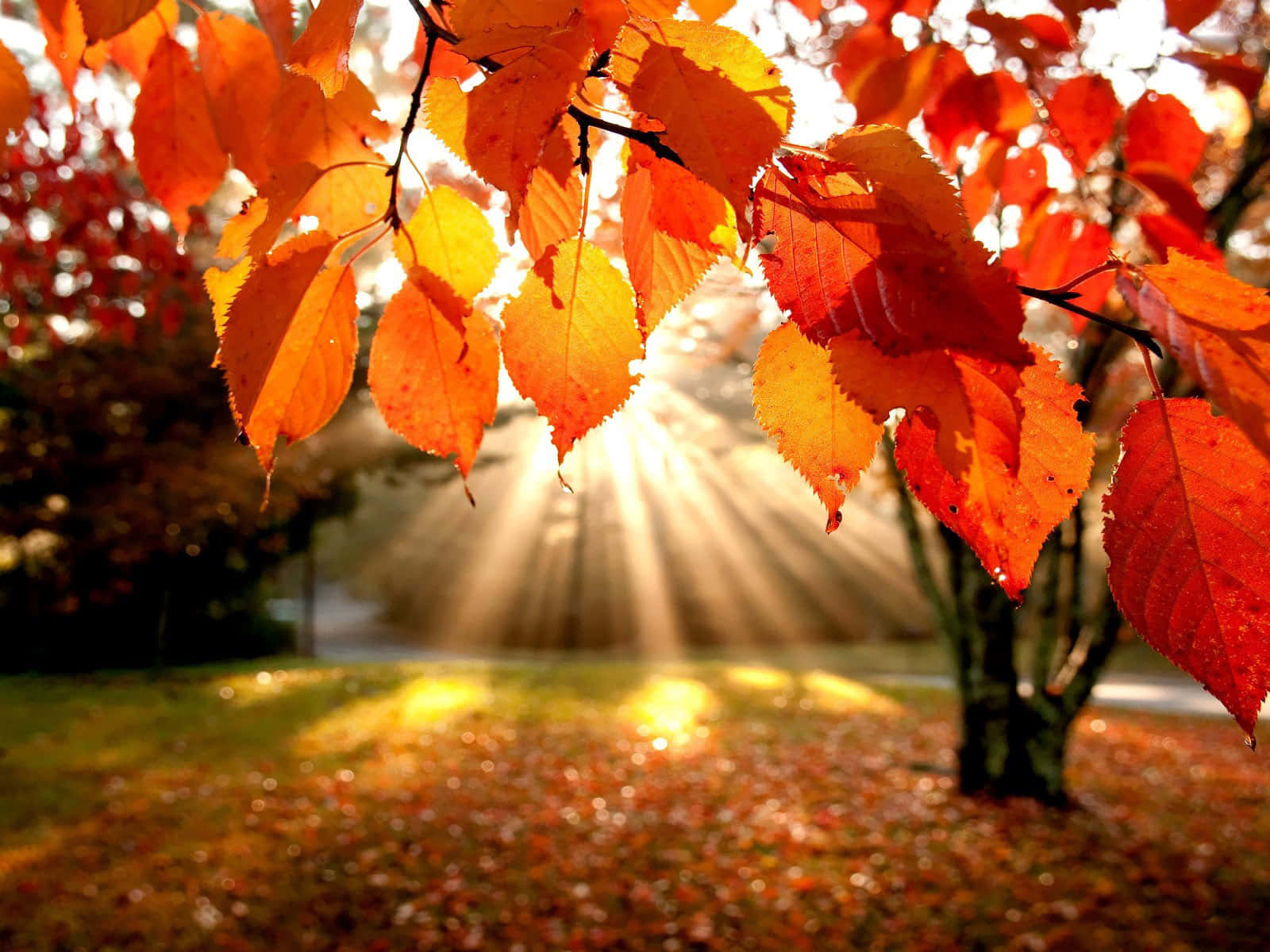 Autumn Leaves In The Sunlight