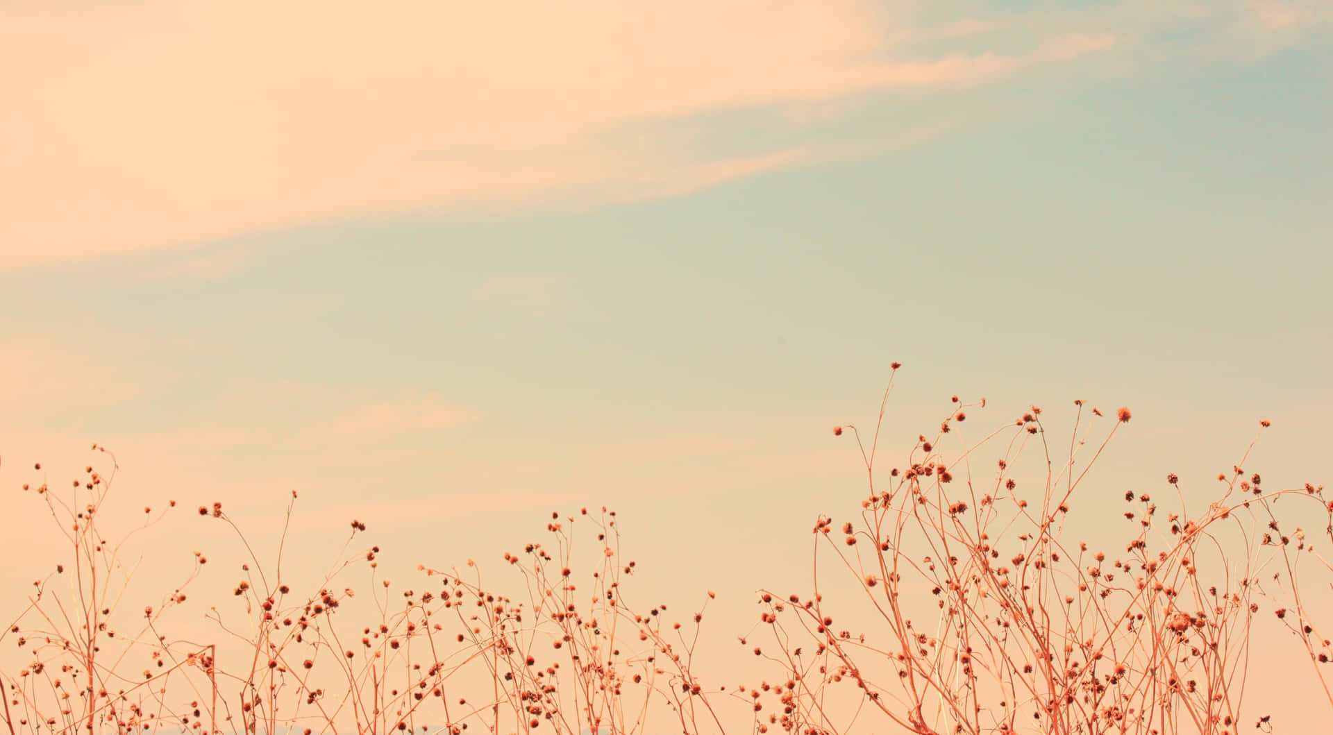 Warme Zonsondergang Grasland Silhouet Achtergrond