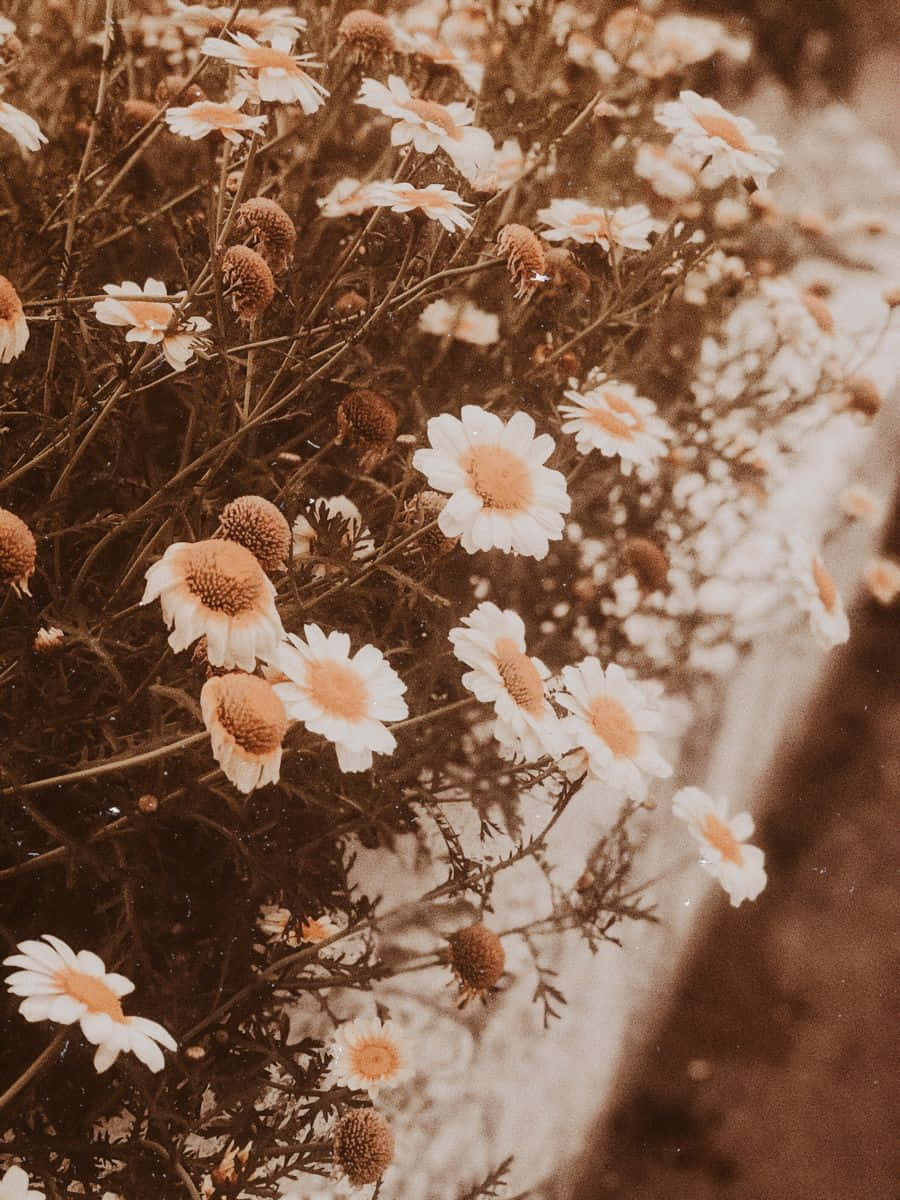 Warm Toned Daisy Flowers Wallpaper