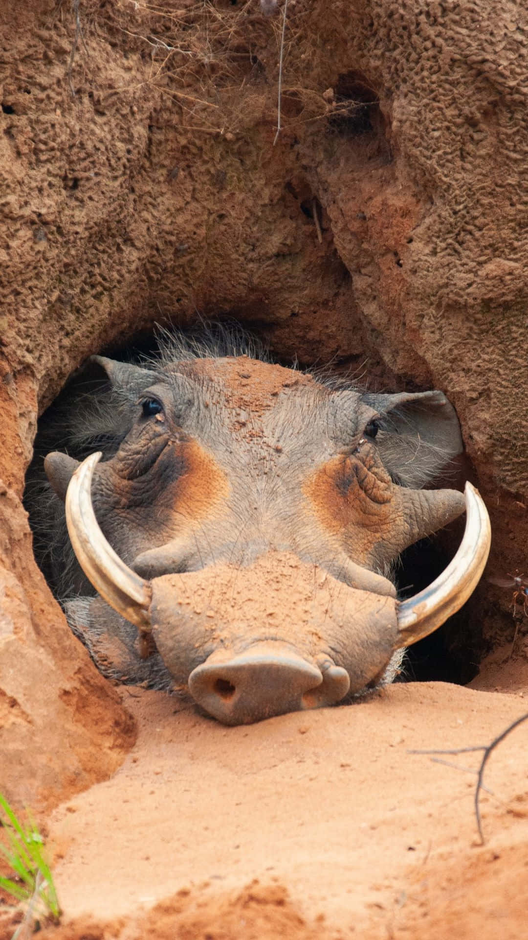 Warthog Peeking From Burrow.jpg Wallpaper