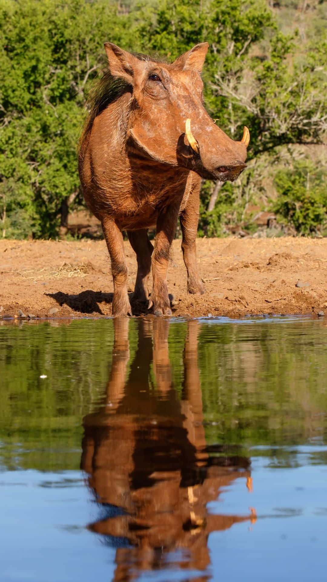 Warthog Reflectionat Waterhole.jpg Wallpaper