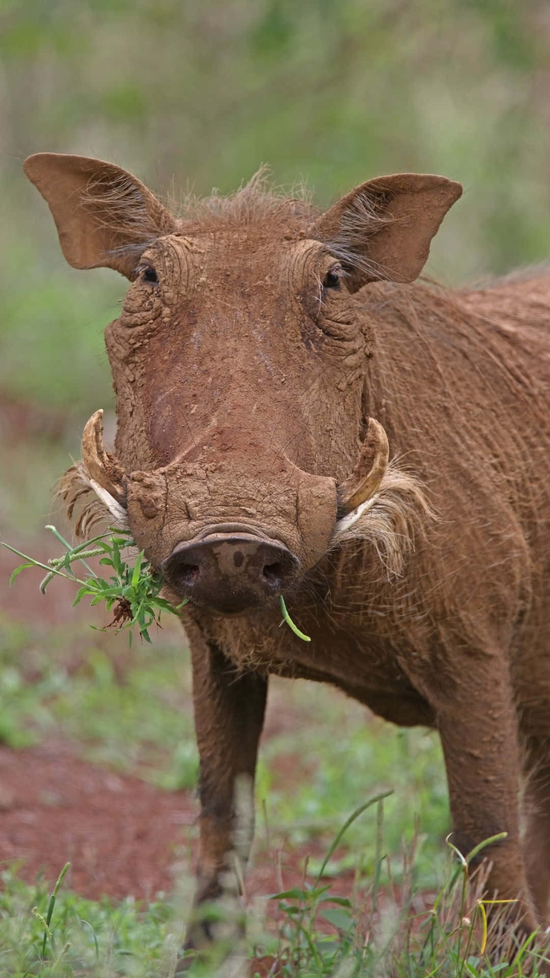 Varkensneus In Natuurlijke Habitat.jpg Achtergrond