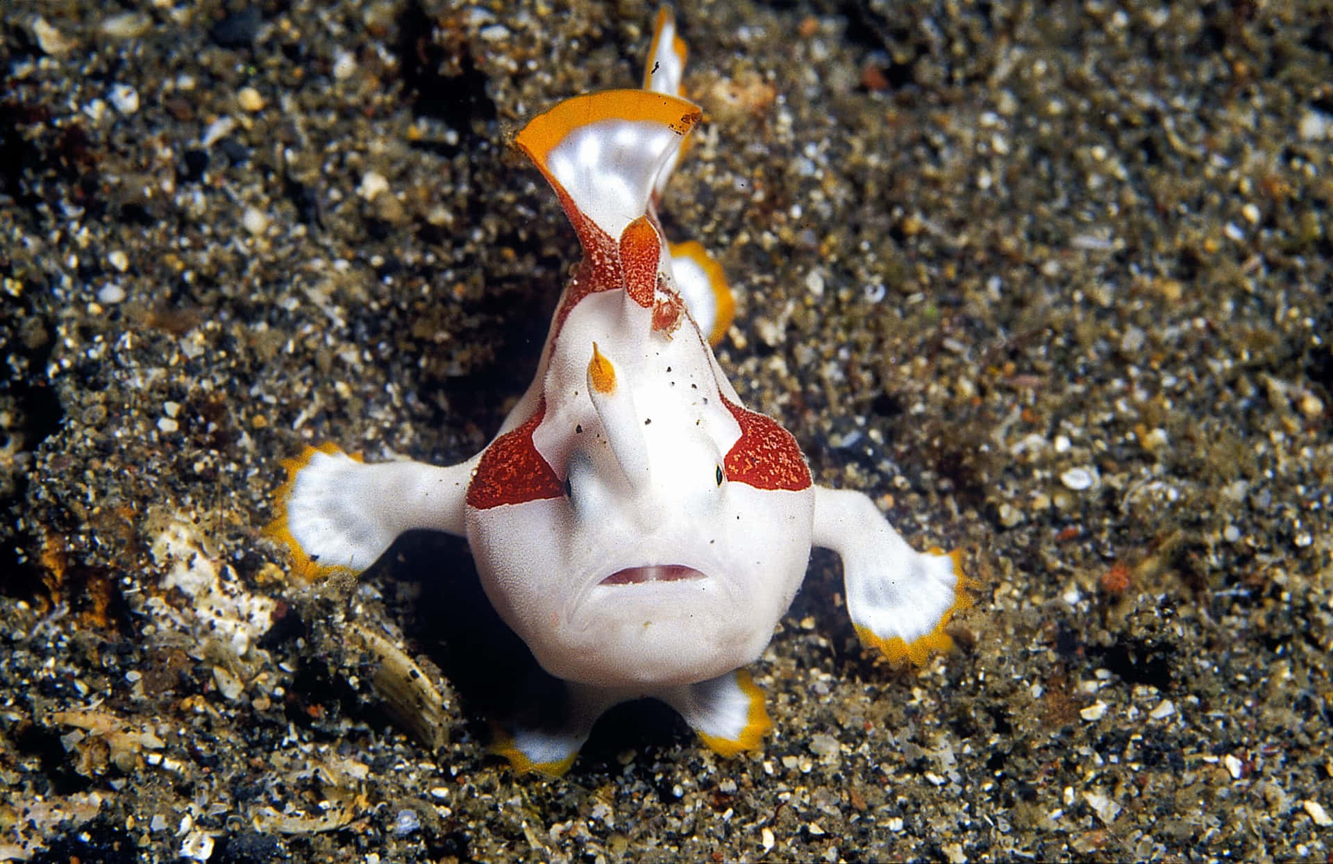 Warty Frogfish On Seabed.jpg Wallpaper