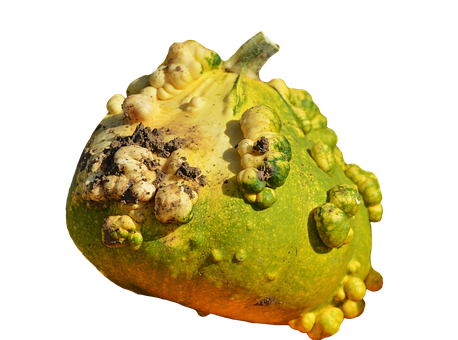 Warty Green Pumpkin Texture PNG