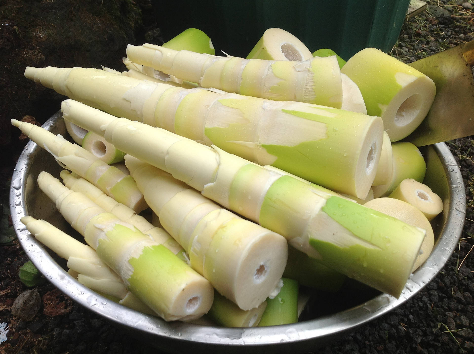 Washed Raw Vegetable Bamboo Shoots Pile Wallpaper