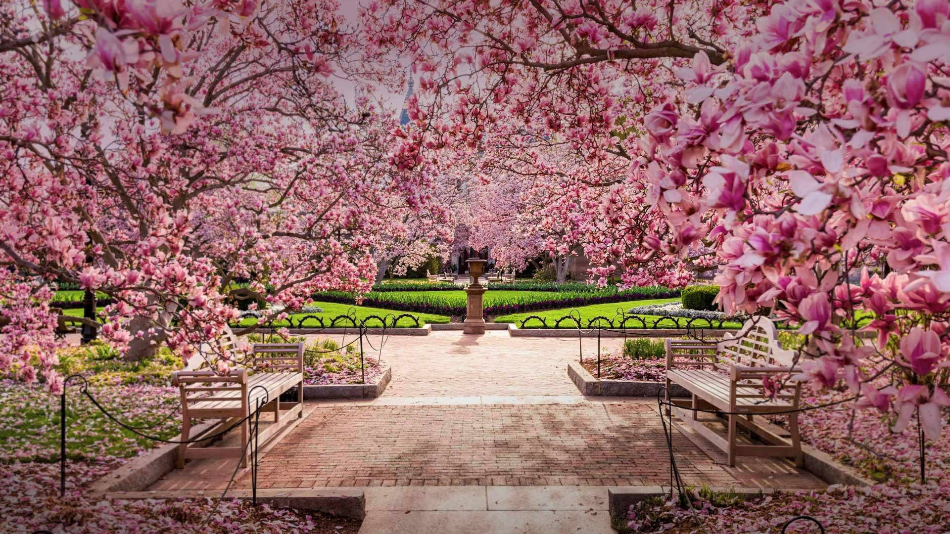 Washington Cherry Blossoms Park