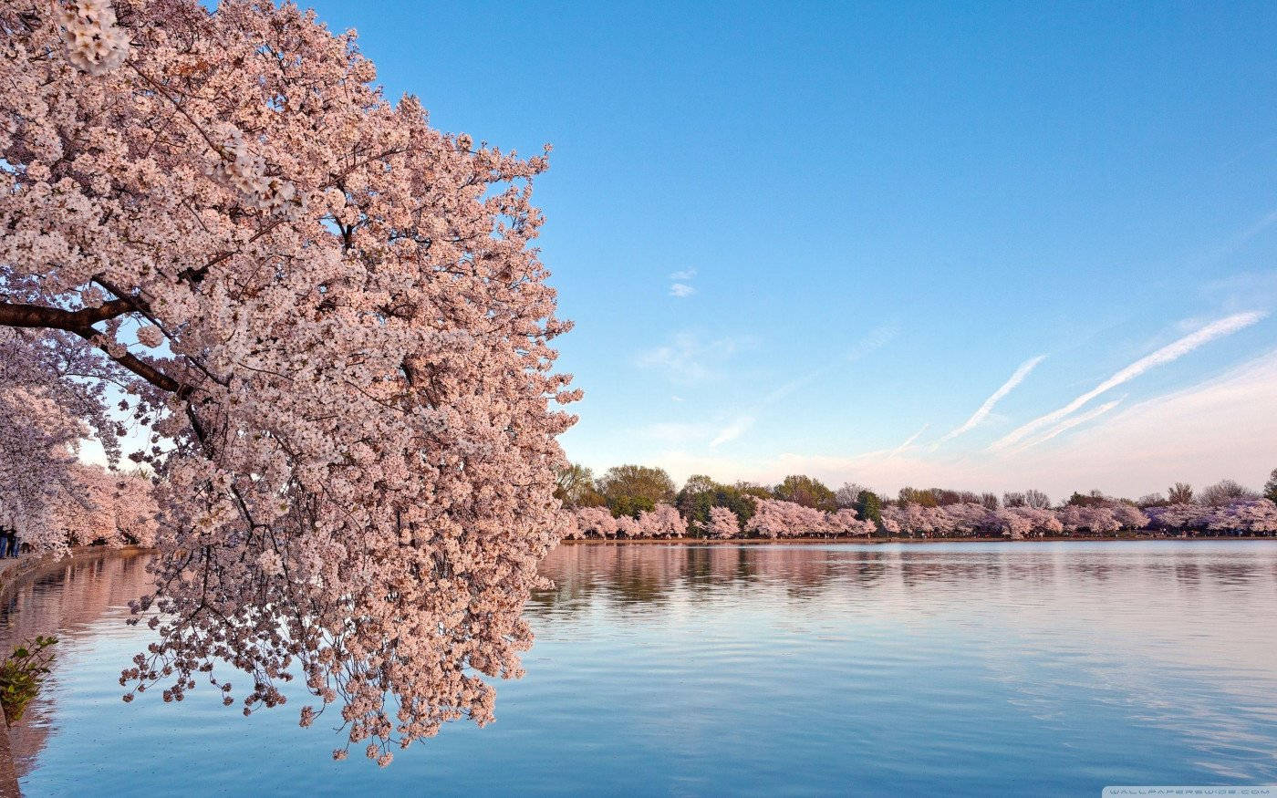 Washington,dc Kirschblüten Wallpaper