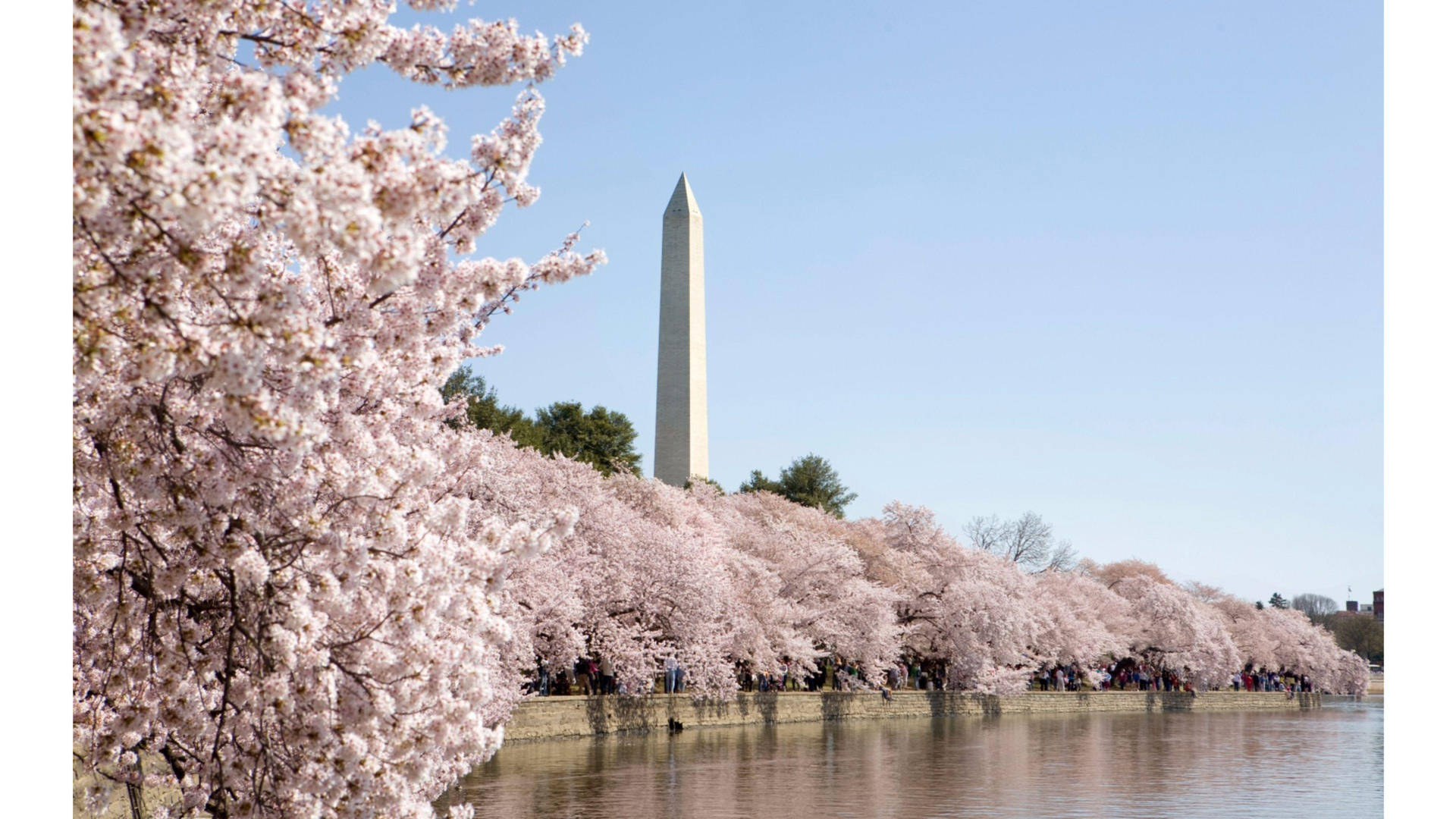 Stunning Cherry Blossom Season in Washington DC Wallpaper