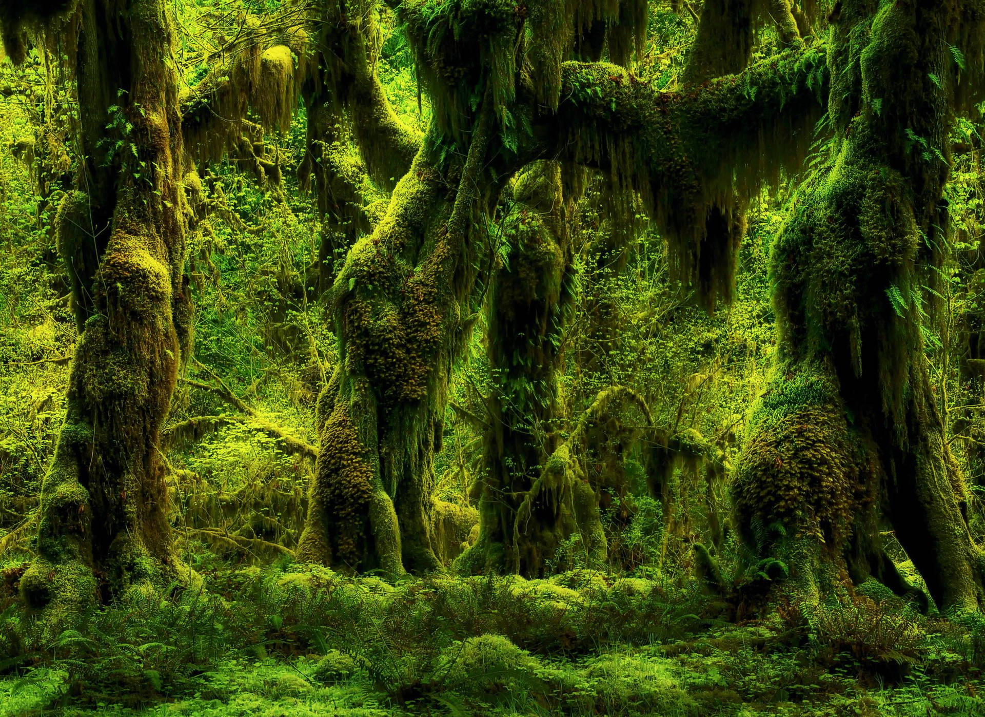 Captivating View of the Hoh Rainforest in Washington Wallpaper