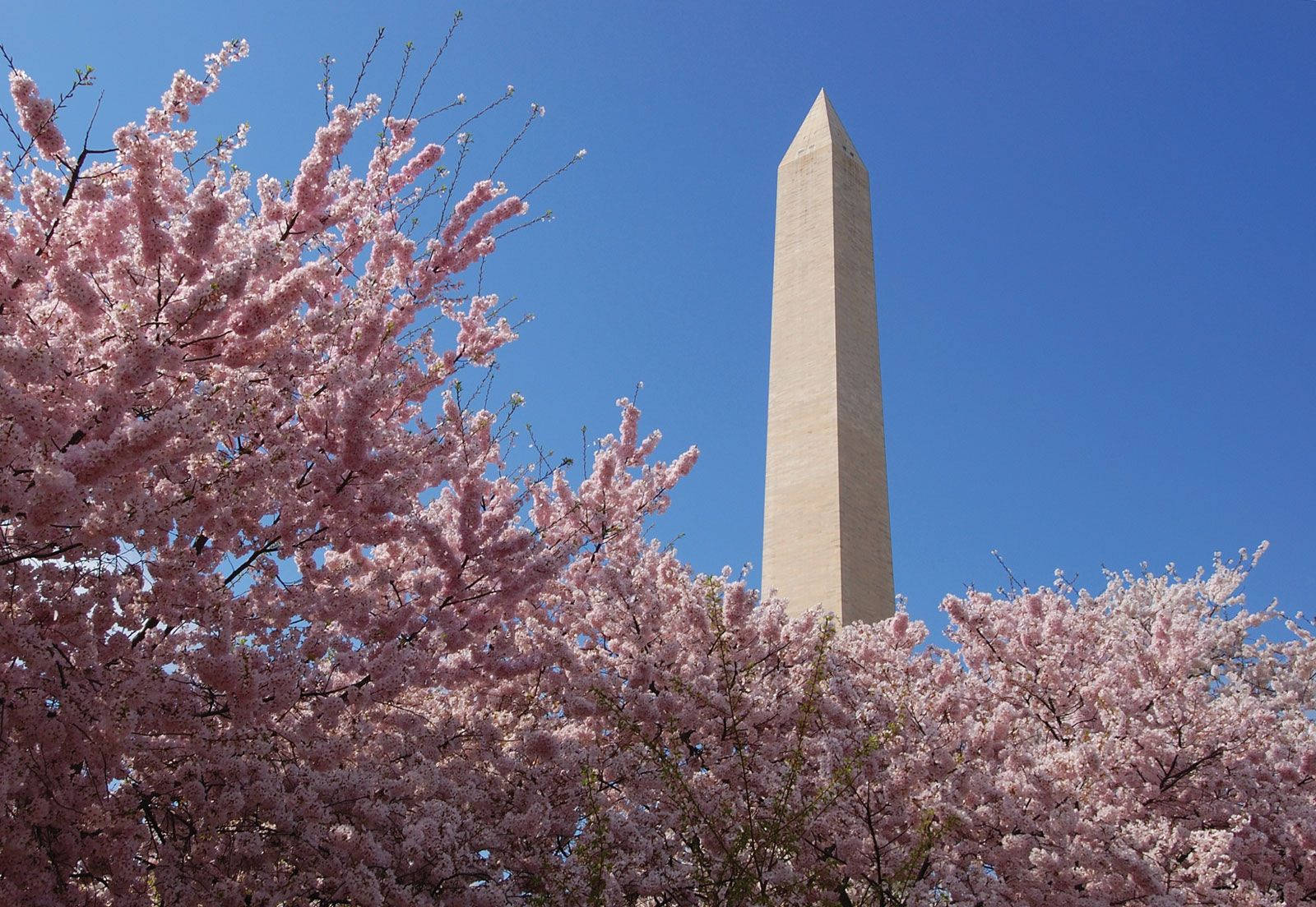 Washington Monument Among Cherry Blossoms Wallpaper