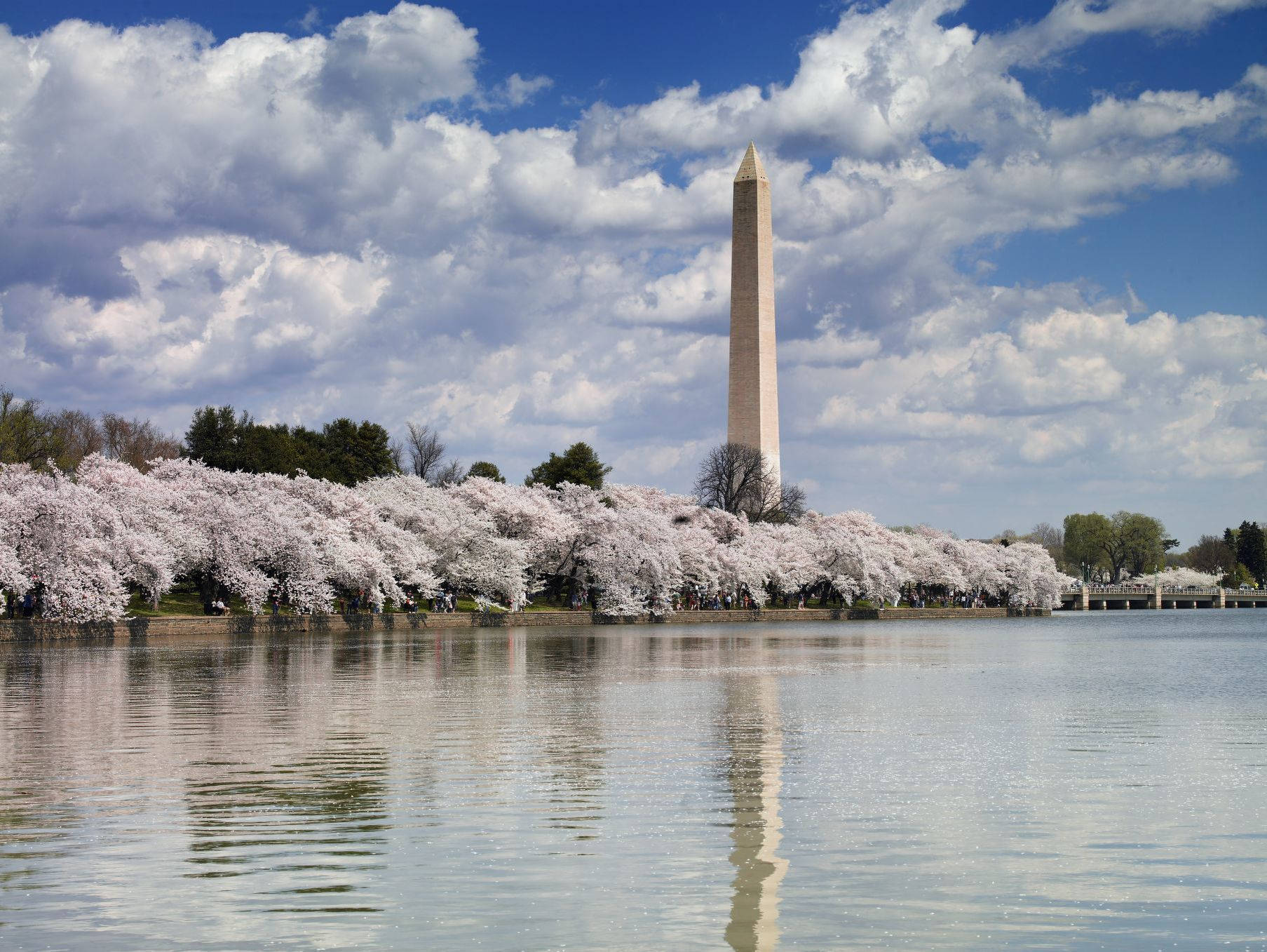 Washington Monument Cherry Blossom Line Wallpaper